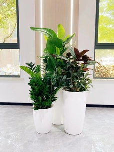 宁波江北花木租摆设计