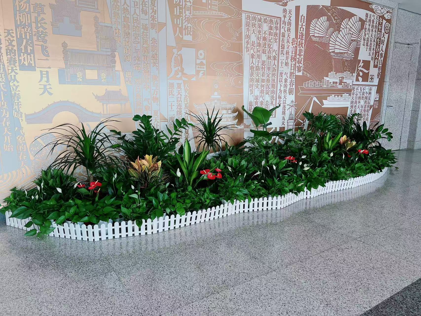 前湾绿植租摆价格实惠